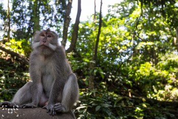 Monkey Forest - Bali, Indonesia